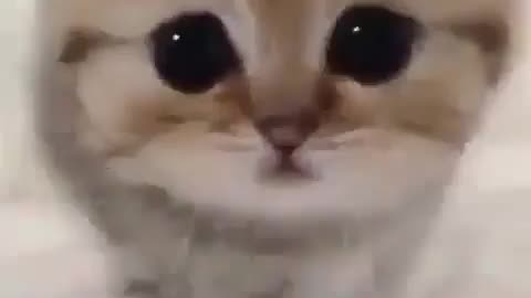 Little Kitty U⁠^⁠ｪ⁠^⁠U(⁠=⁠^⁠･⁠ｪ⁠･⁠^⁠=⁠)