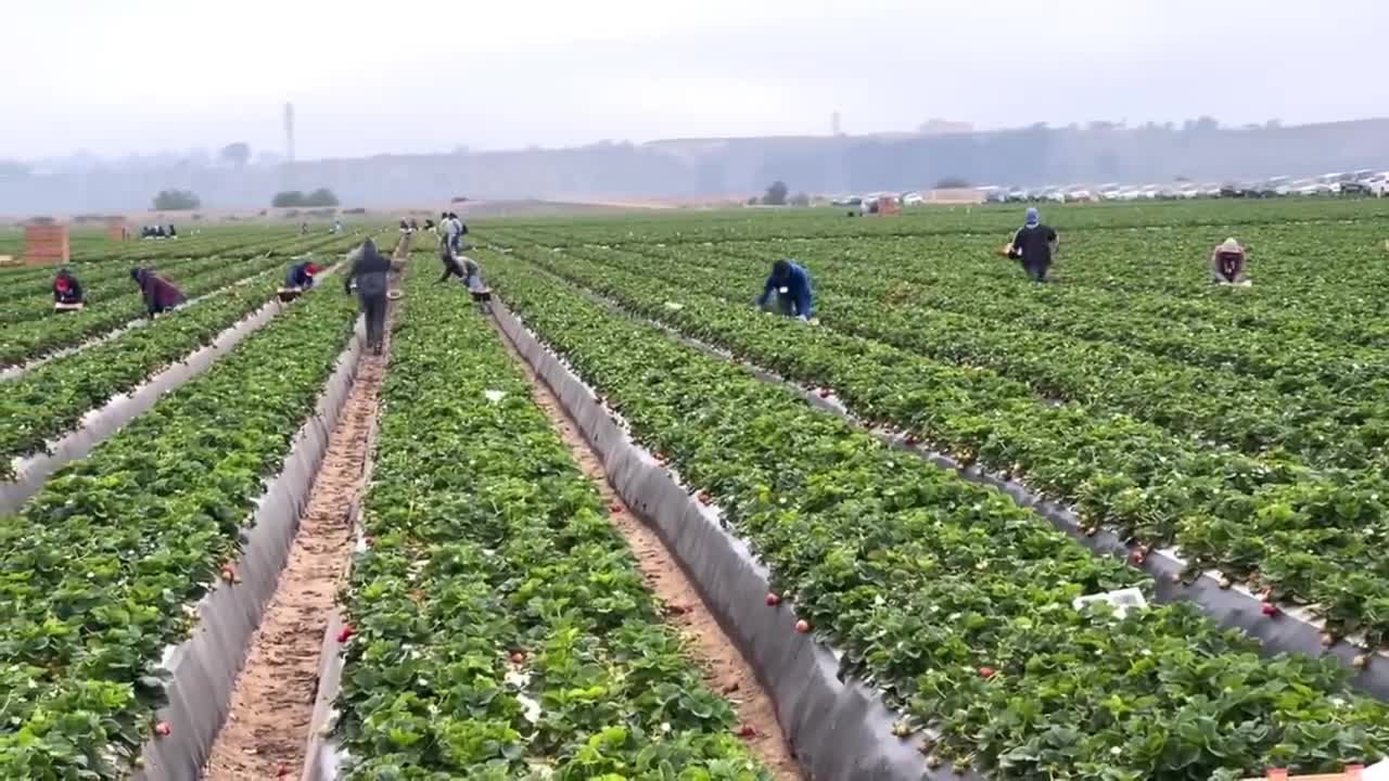 How To Produce Billions Of Strawberries In California - Strawberry Harvesting-1