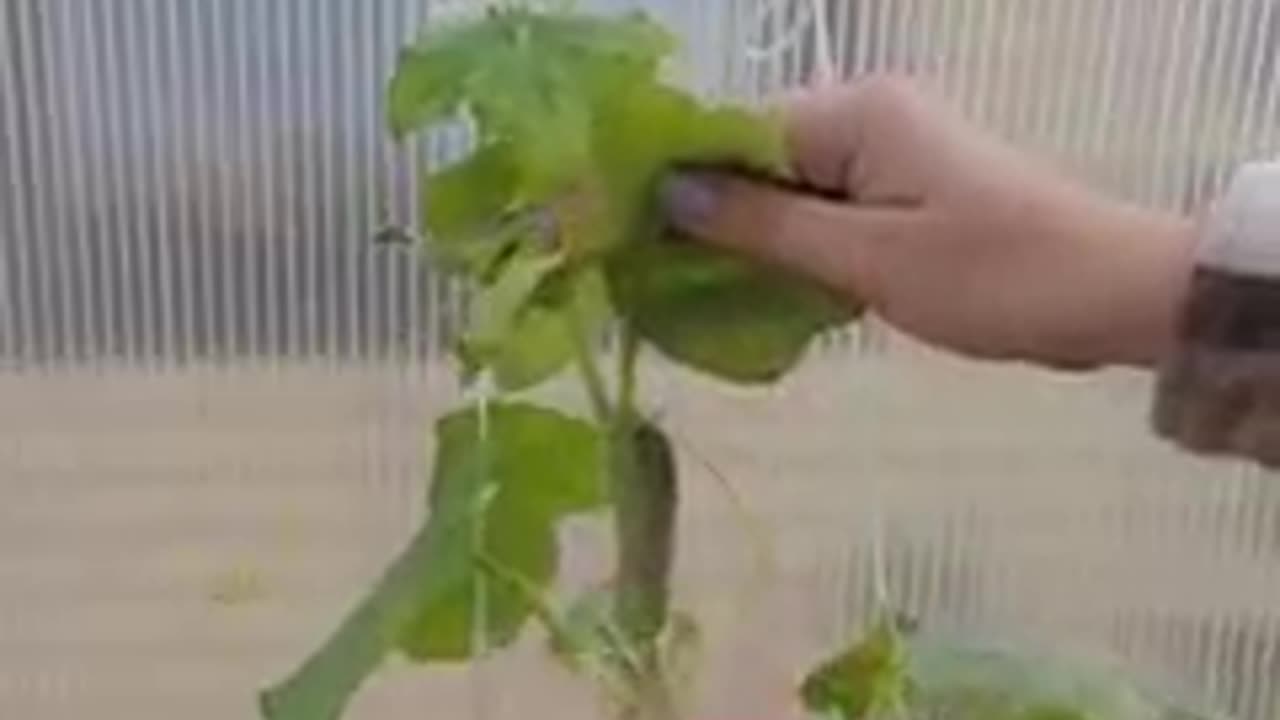 Surprising hacks for garden