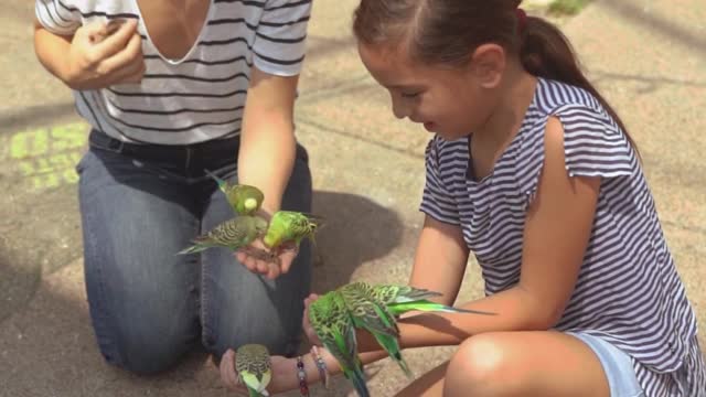 parrot playing with my sister