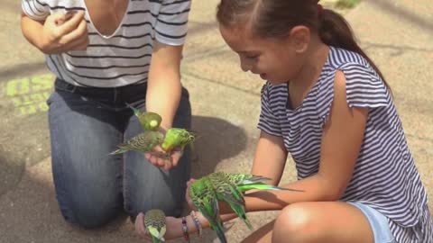 parrot playing with my sister