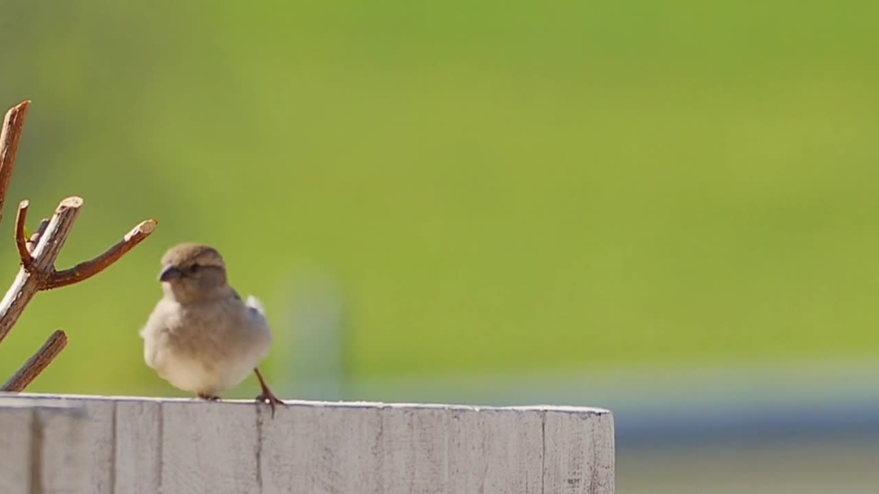 A happy sparrow day