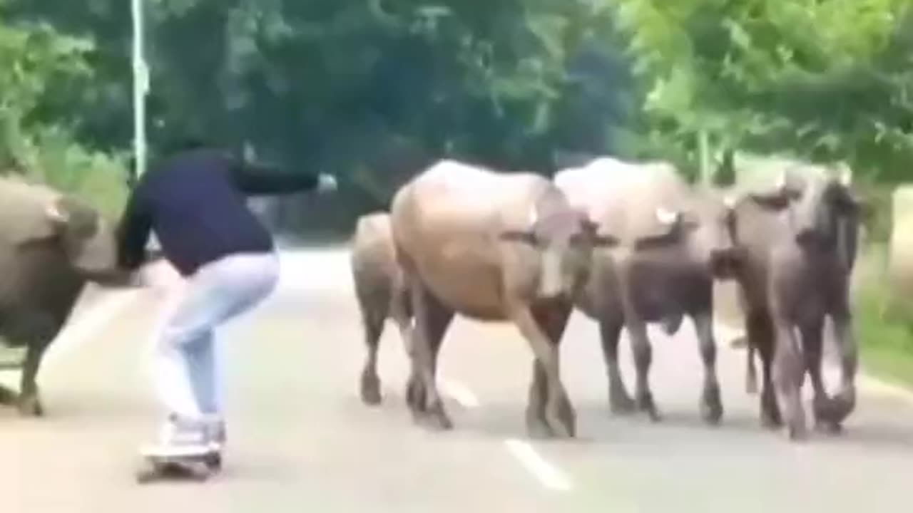 Animals Being Pricks