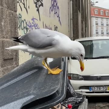 bird surprises people