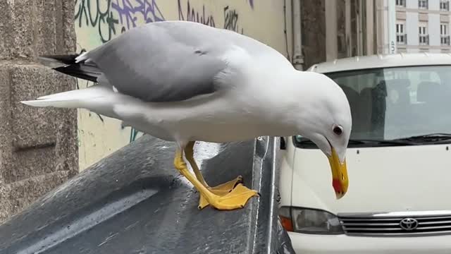 bird surprises people
