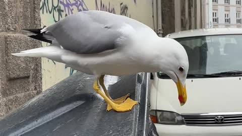 bird surprises people