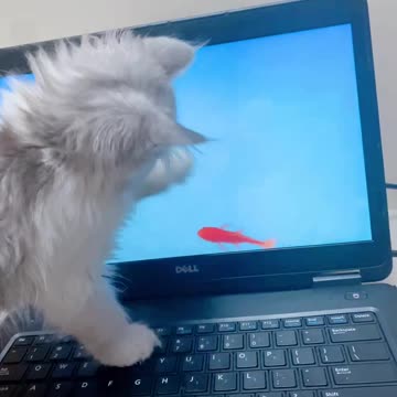 kitten catching Fish