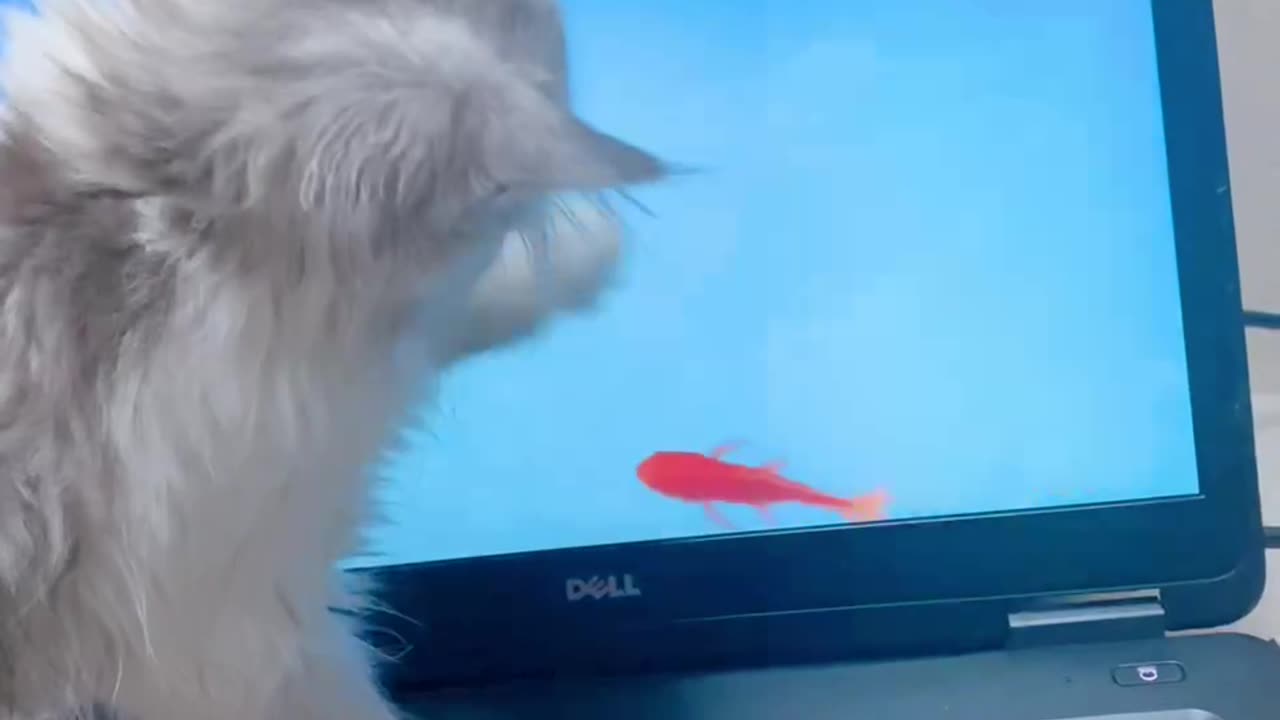 kitten catching Fish