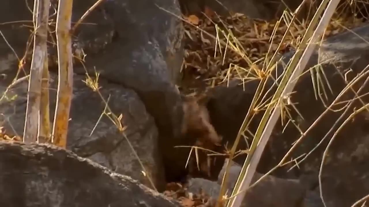 The Lion's Leg Was Bitten Off By Hyena During A Fierce Confrontation Over Food - Lion Vs Hyenas