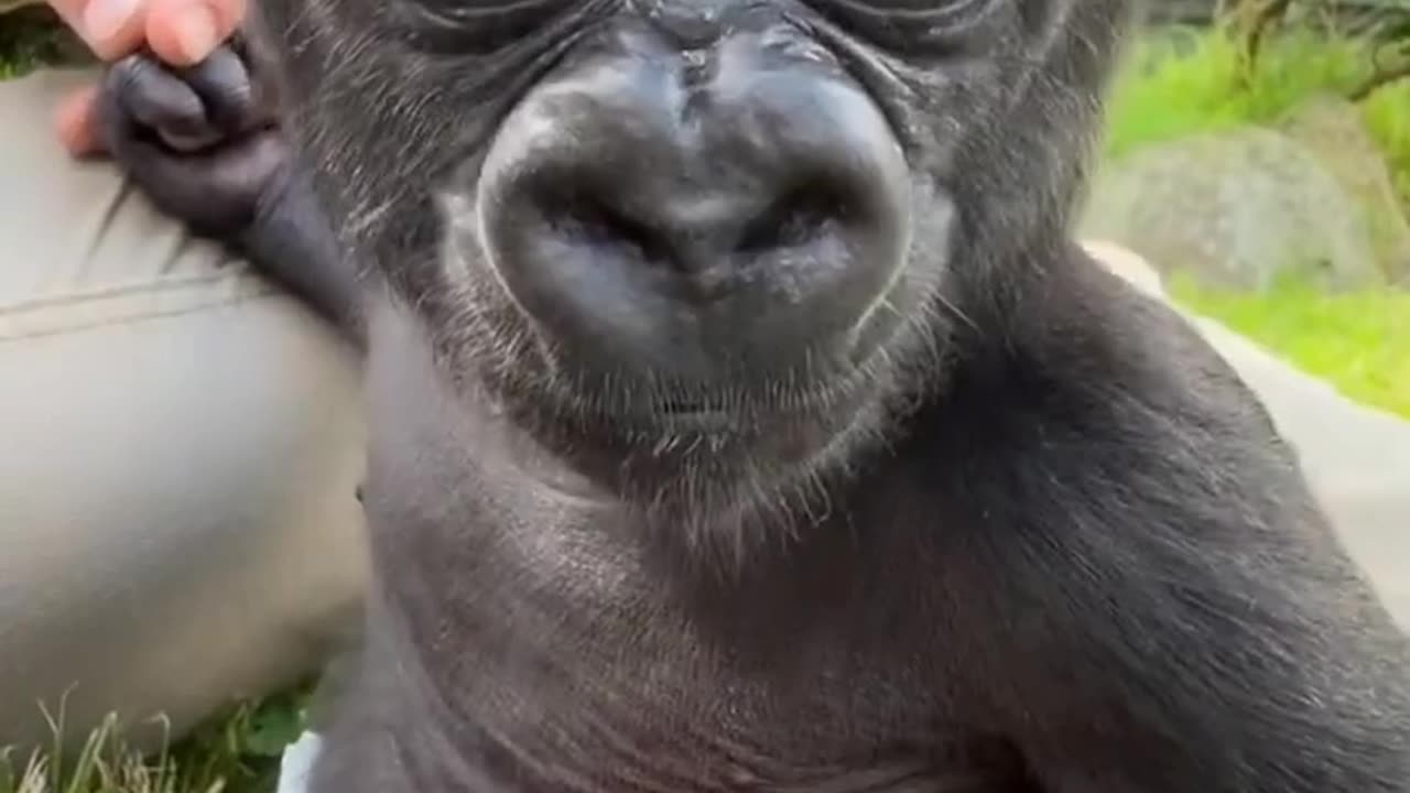 baby monkey eyes