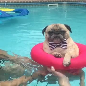 Noodle the Pug enjoys a swim on a hot afternoon