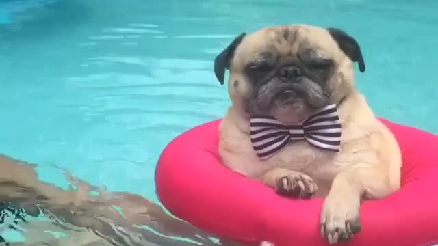 Noodle the Pug enjoys a swim on a hot afternoon