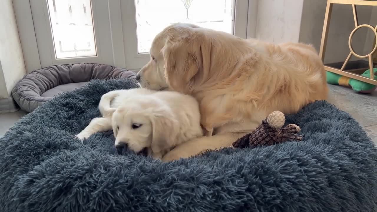 Golden Retriever Confused by Puppy Occupying his Bed when she has her own