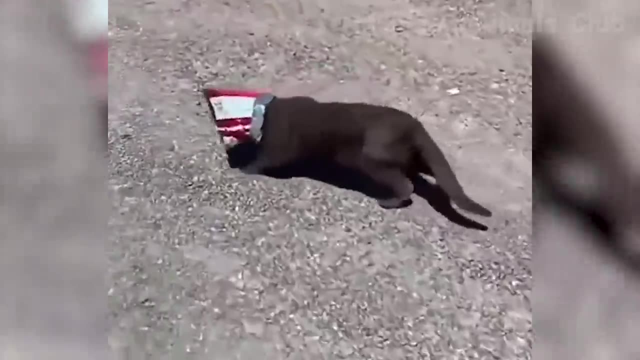 Funniest animals.Funny videos.