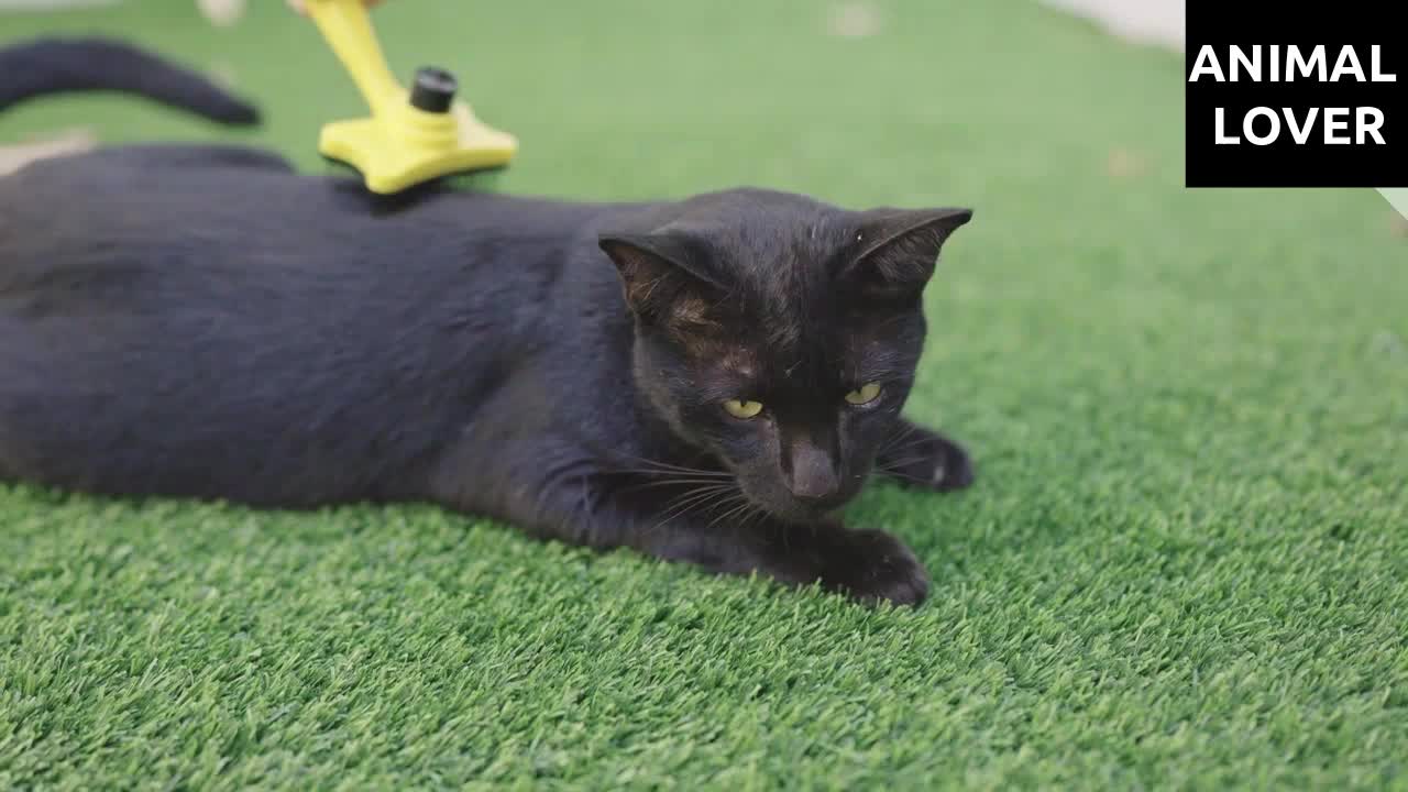 Funniest Cats Part 22 - Don't Try To Stop Laughing 🤣 - Funniest Cats Ever 🤣