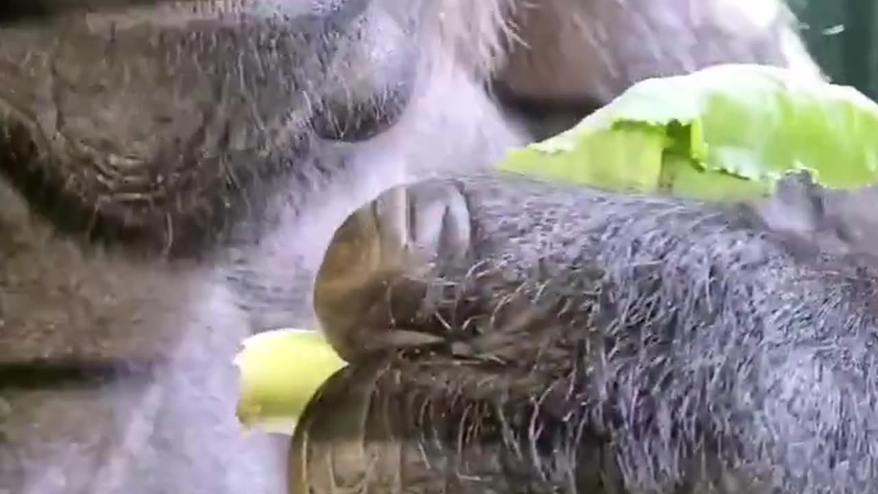 Do you eat the cauliflower leaves too #gorilla #eating #asmr #satisfying