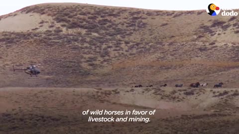 Woman Spends Over A Year Trying To Find Wild Horse And All Of His Mares And Babies | The Dodo