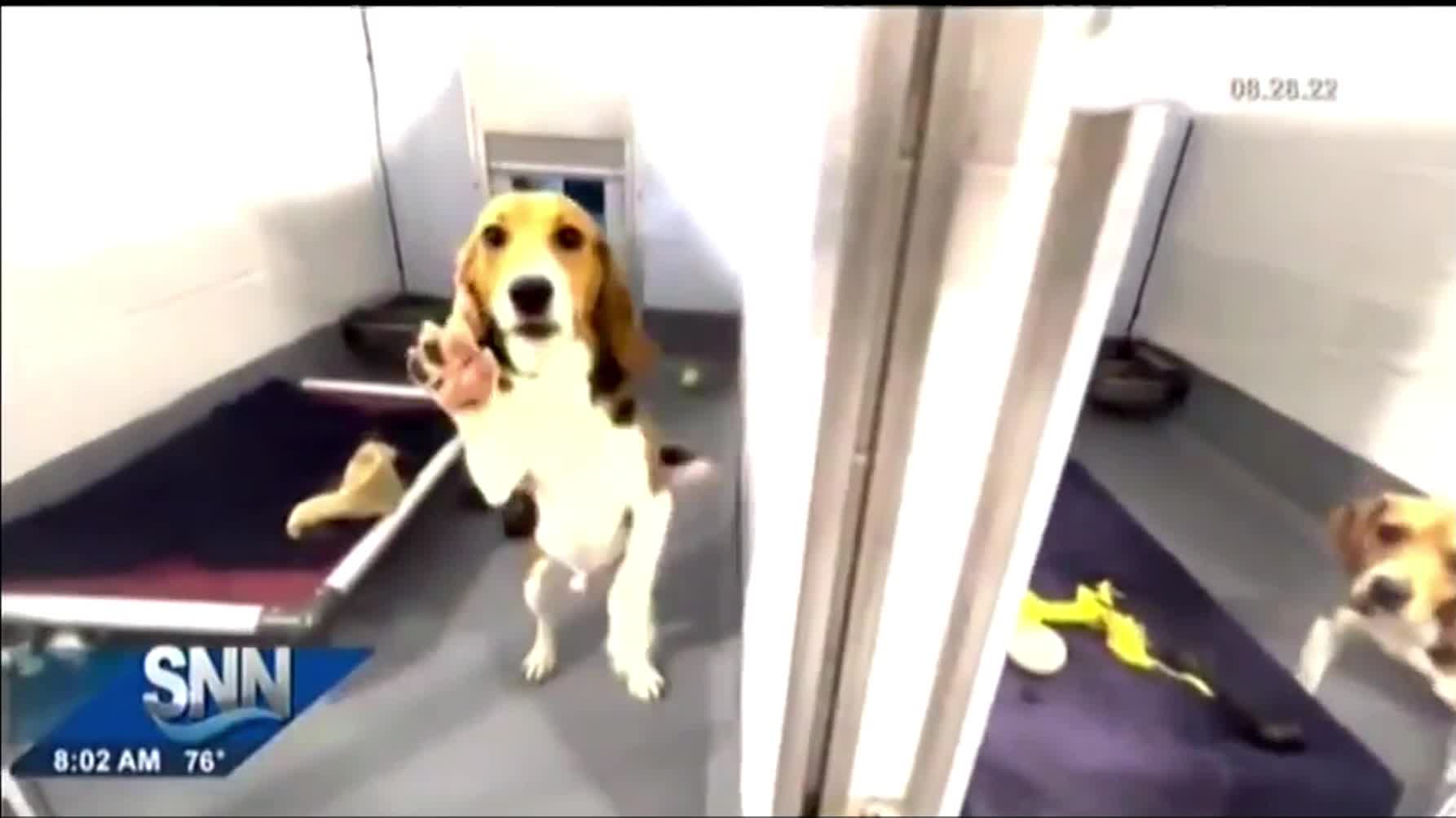 Joining SNN to Visit a Rescued Envigo Beagle