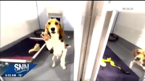 Joining SNN to Visit a Rescued Envigo Beagle