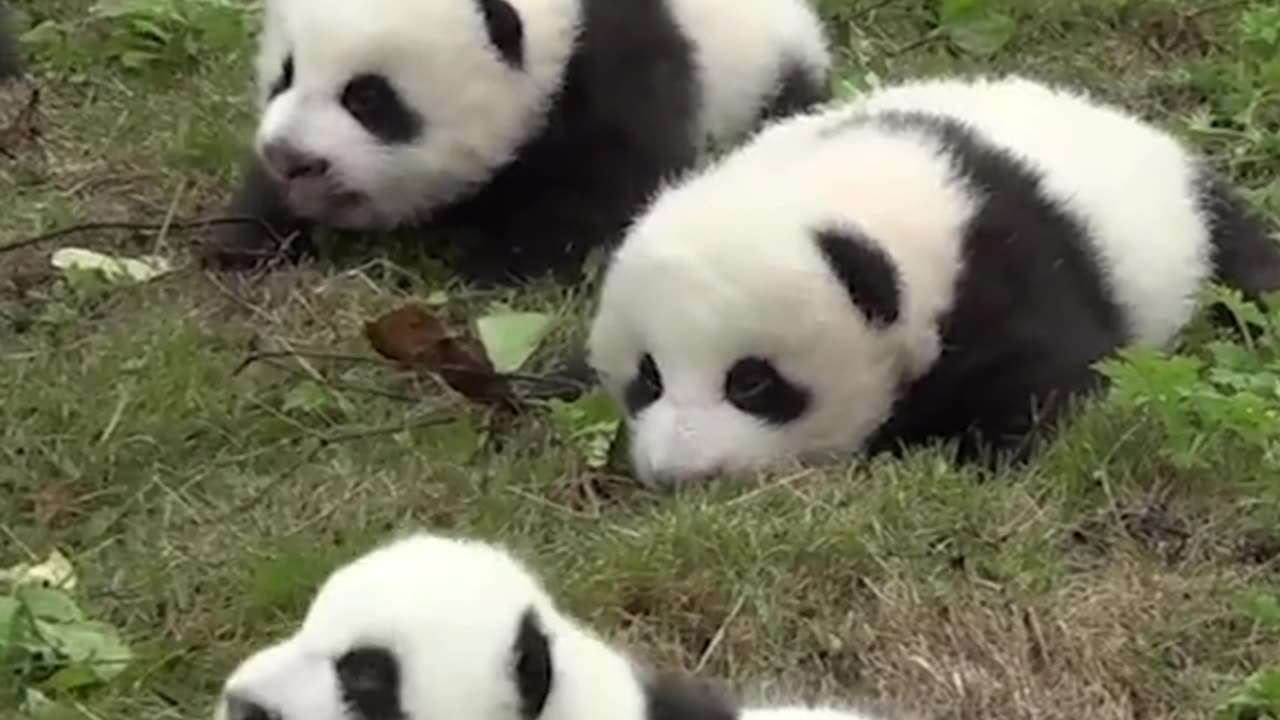 This is what baby panda sounds like, so cute in a group! 🐼