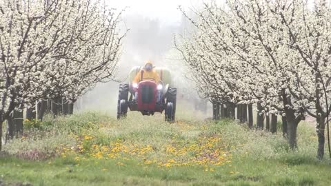 Picking Billions Of Plums In California