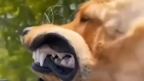 Funny animals cat dog #video