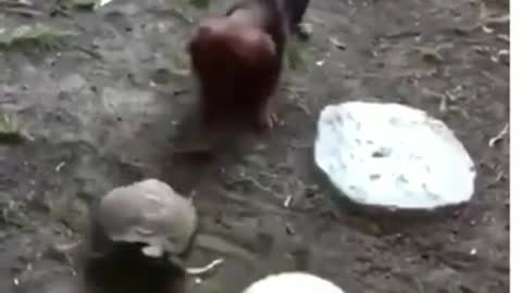 Turtle vs. Puppy Play Soccer Fútbol