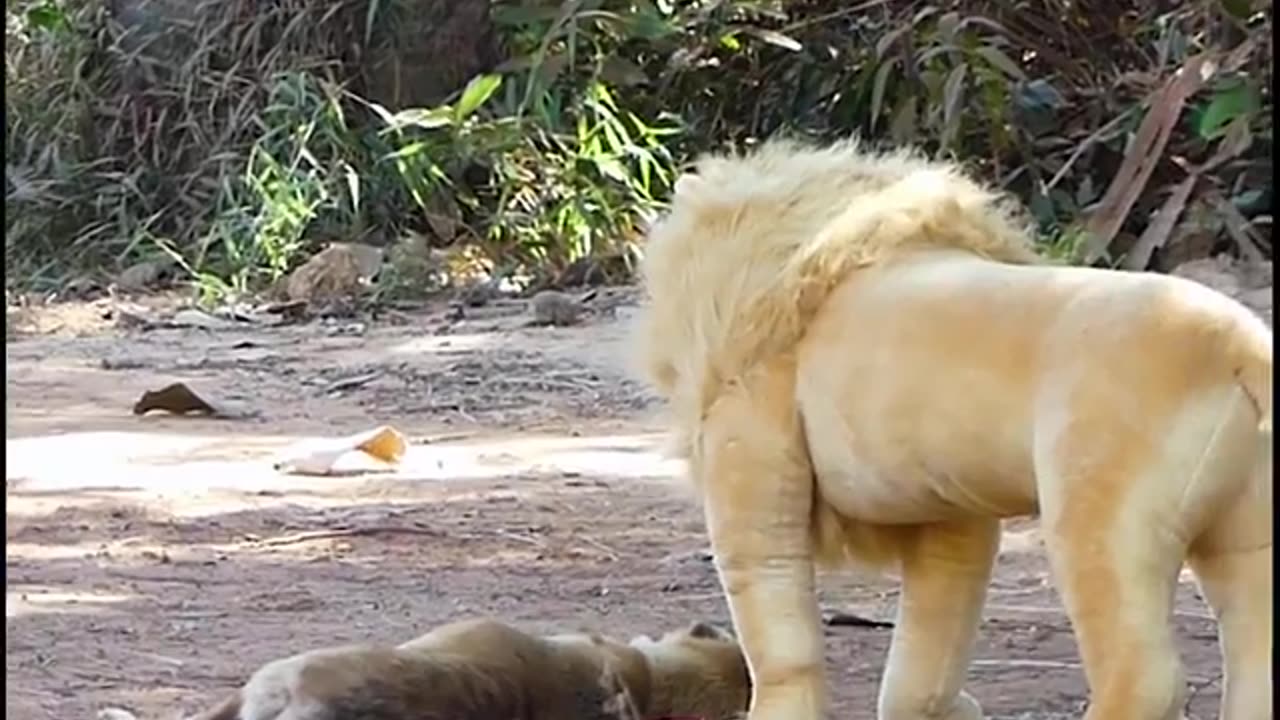 Best prank fake lion and real dog prank
