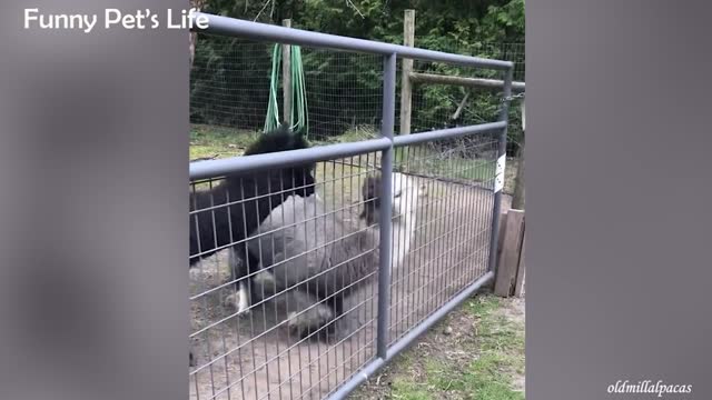 Funny animals