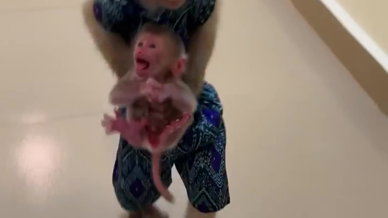 monkey Titas Go So Fast