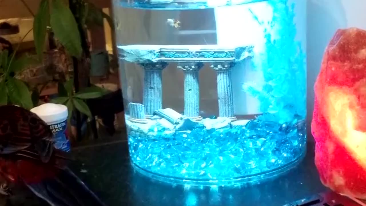 My Parrot Miss Wiggles Fascinated by the Fish!