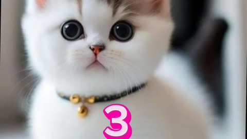 Cute cat trendy video