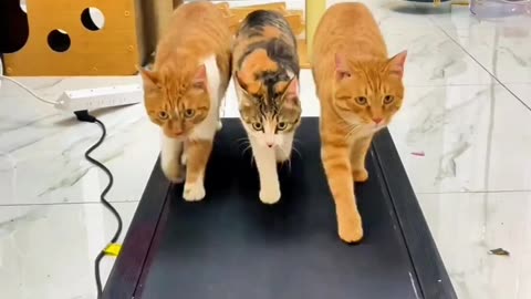 Cats on the treadmill