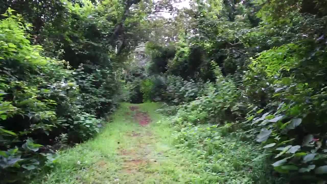 Green Forest Road