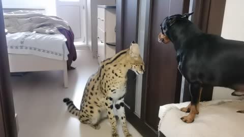 Serval and pincher sort things out/Serval meows