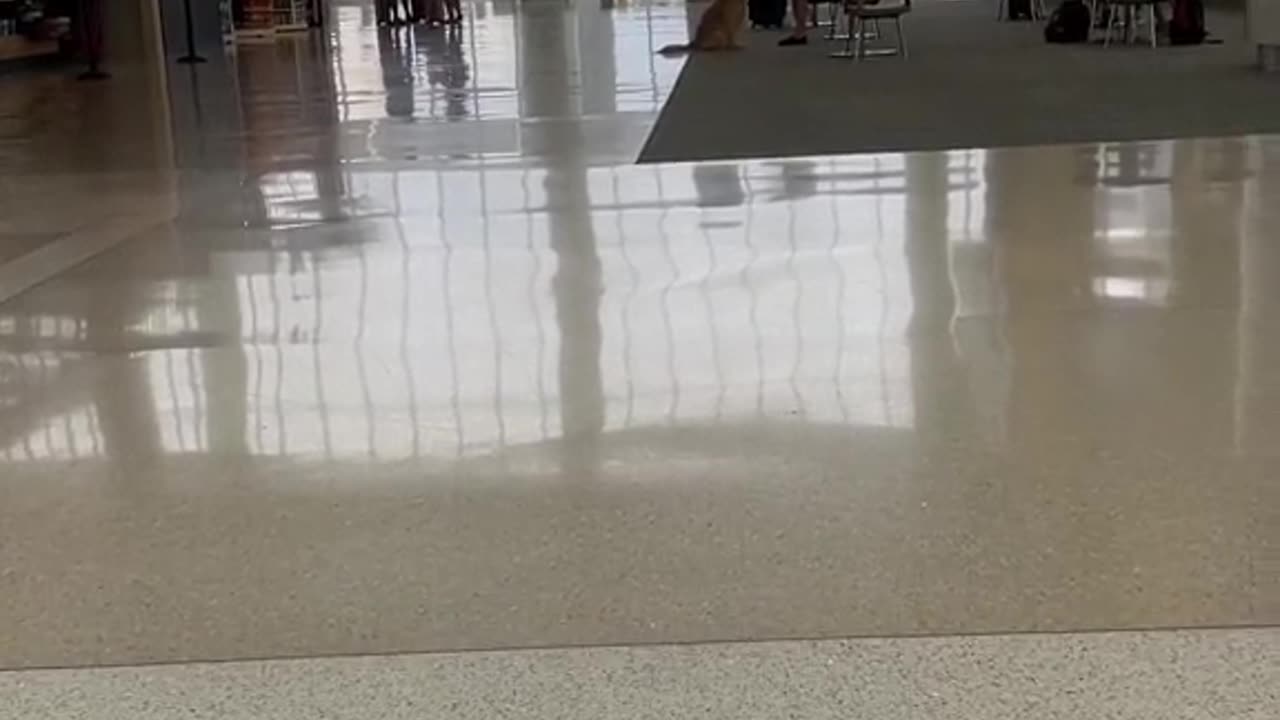 Golden retriever notices owner in airport, instant JOY!