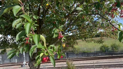 Mini apples or what?