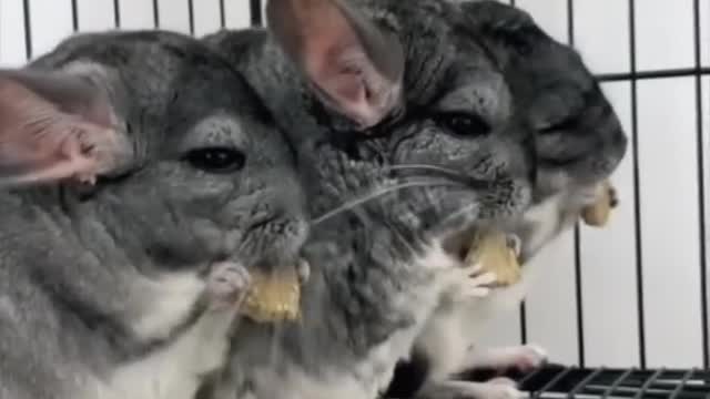 Chinchilla 🐭 One Alternative Animal To Have As A Pet #shorts