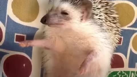 Hedgehog having fun🦔🦔🦔🦔🦔🦔🦔