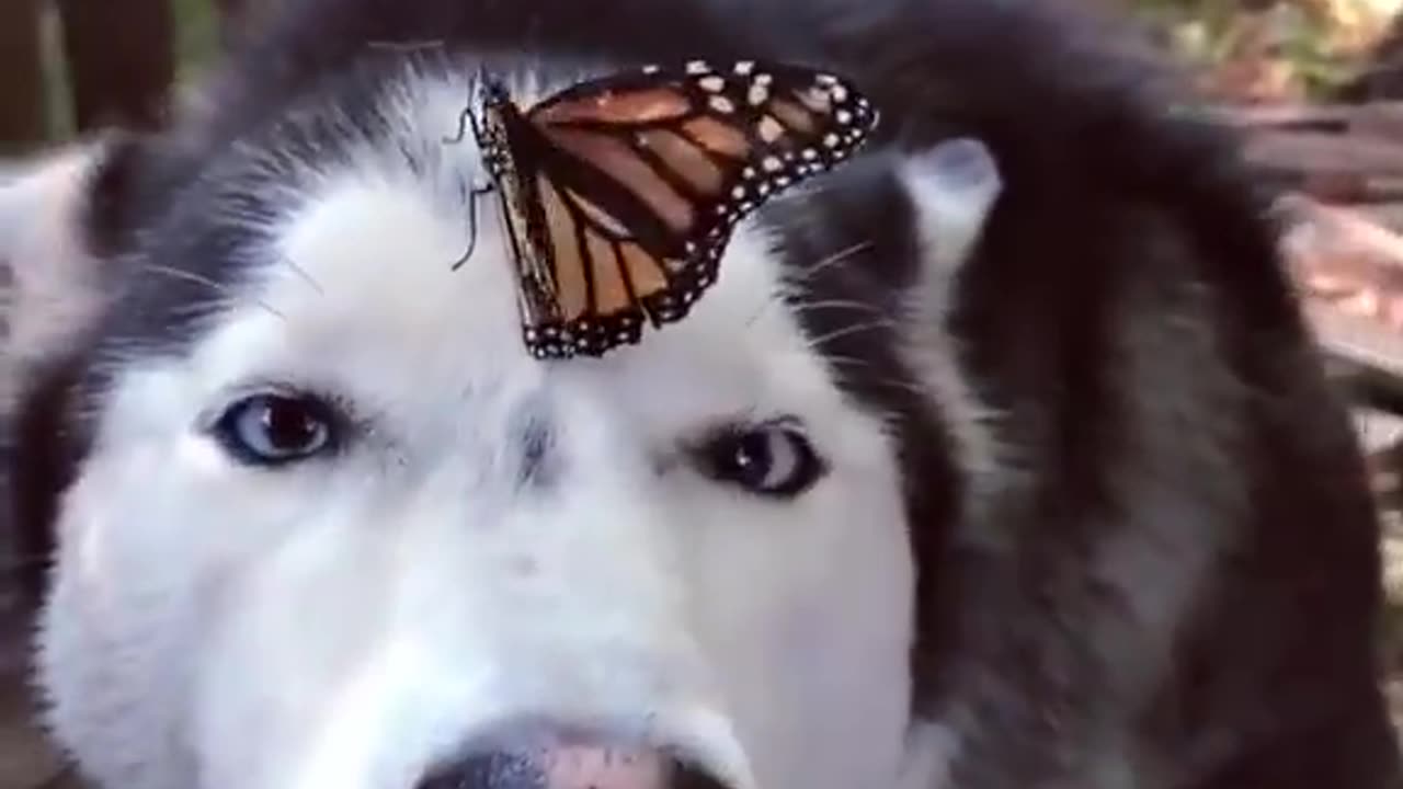 Husky Has Adorable Reaction to Butterfly Landing on Her Nose