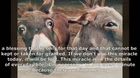 #animals and their #teachings to us