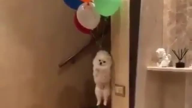 Balloons and dogs.