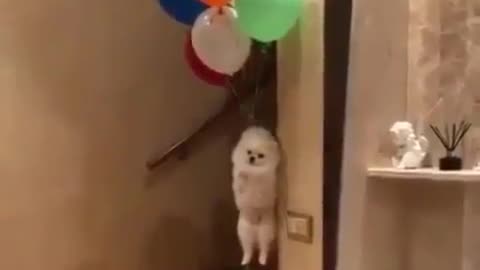 Balloons and dogs.