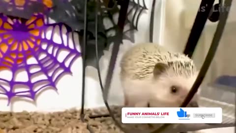 Funny animal video