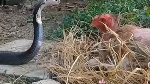 🐔 chicken vs snake🐍