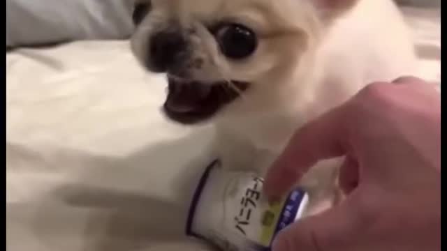 Cute dog don’t touch my