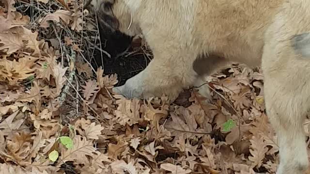 Puppy finding something in the ground