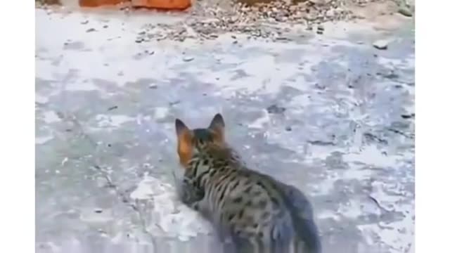 Animal most funniest moment.