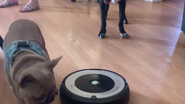 Dog Vomit Gets Instantly Scooped Up by Robot