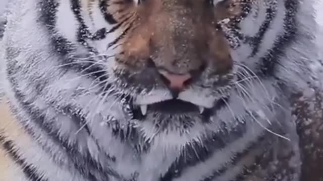 Siberian Tiger in snow #fyp #animals